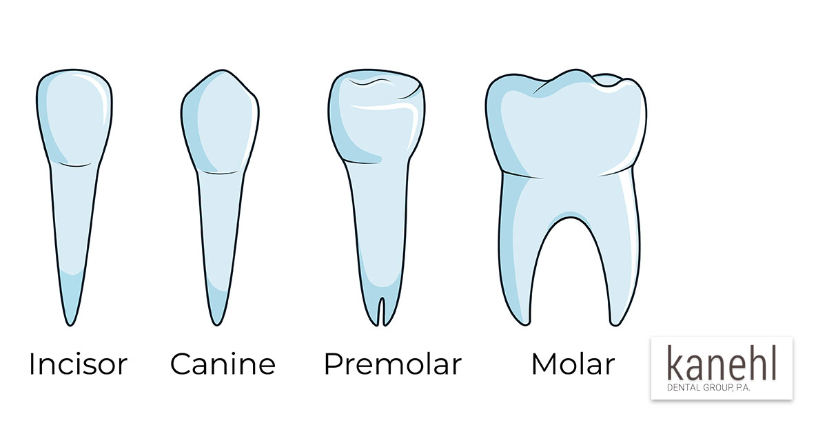 purpose of incisor teeth
